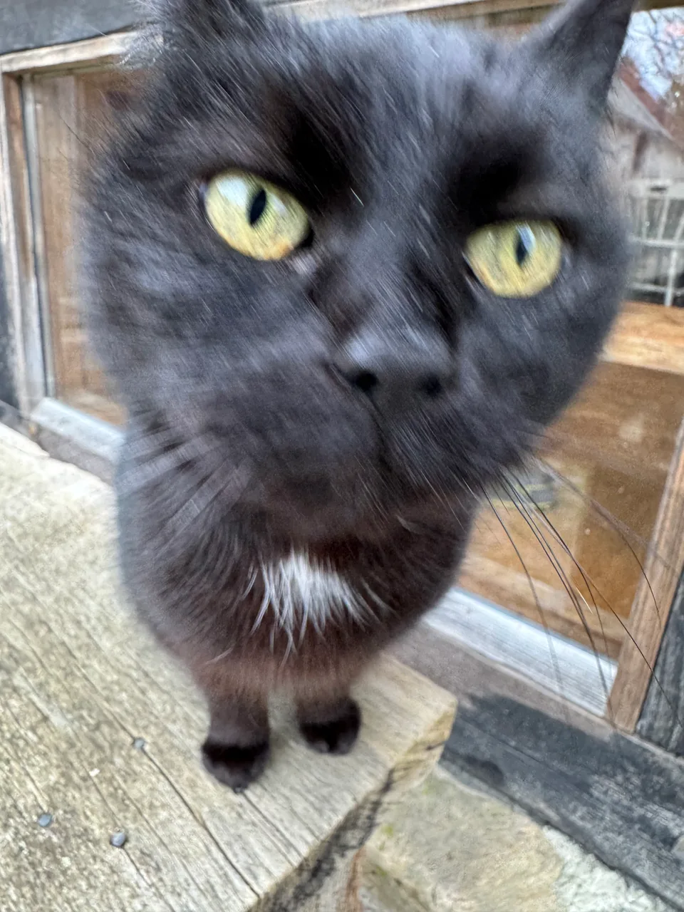 Schwarze Hofkatze schaut in die Kamera